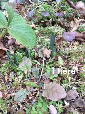 水仙の新芽　春が待ち遠しい